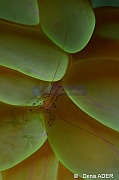 Vir philippinensis crevette vir des Philippines Plerogyra sinuosa Tomia Hondue Beach-13m-20180525-Denis-ADER-DSC_0364_tn